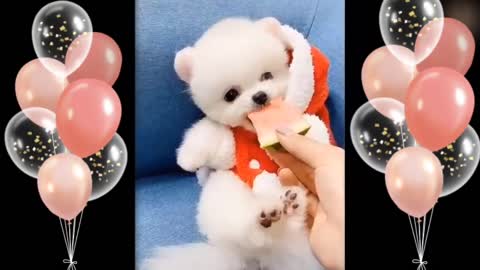 Cute Baby Puppies 🤗 beautiful video editing