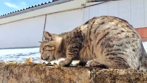 I gave food to a male cat living on the street.