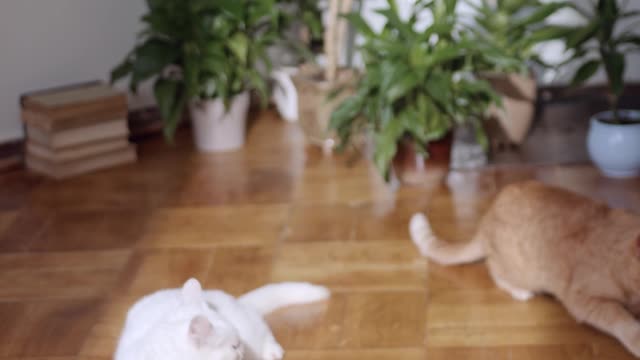 three-cats-resting-on-the-floor