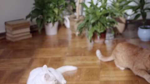 three-cats-resting-on-the-floor