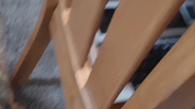 DEMOCRAT FINDS NAZI DOG (EXPOSED)
