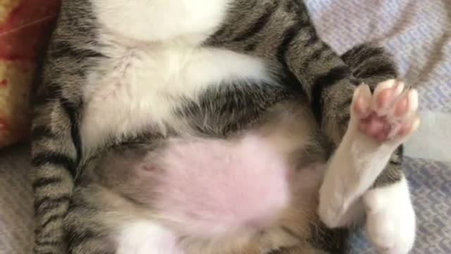 Cute little cat is posing
