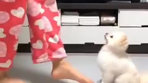 Cute dog dancing with thier owner 🥰 # short