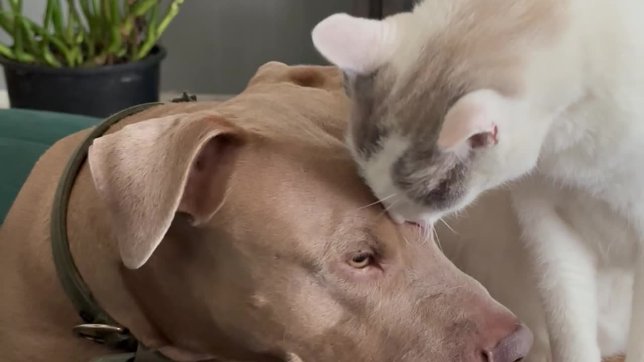 Elder Cat Takes a Liking to Younger Dog