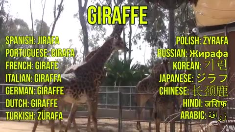 Animal pata video