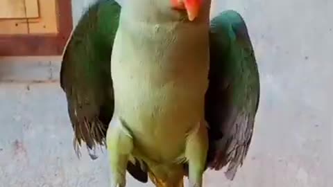 cute parrot dancing