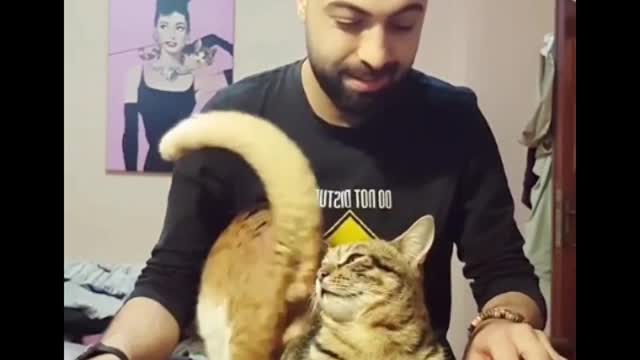My cat is very cute, I like it very much, do not want to have it