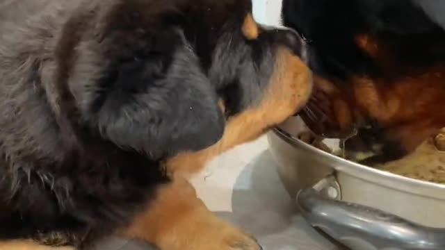 A dog mother protects her food and ignores her cubs