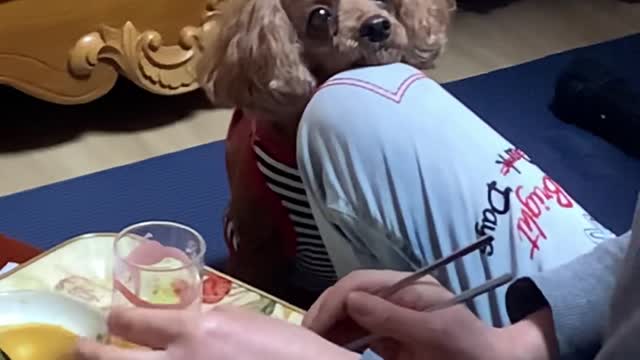 Puppy begging for food :D
