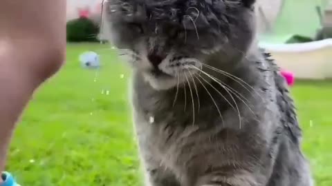 #funny CAT