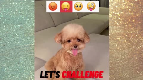 Cute Dog challenge #funny #cute #dogs