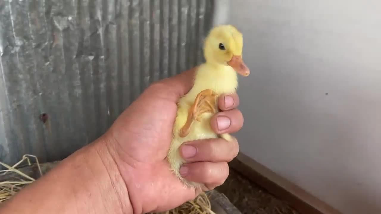 Amazing Pekin Duckling Hatching From Eggs - Nee Baby Duck Born