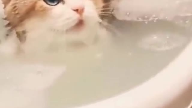 Funny cats videos try not to laugh😂😂😂