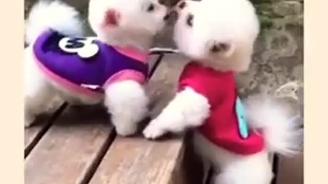 Cute Teacup puppies Videos | Puppy Love