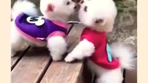 Cute Teacup puppies Videos | Puppy Love