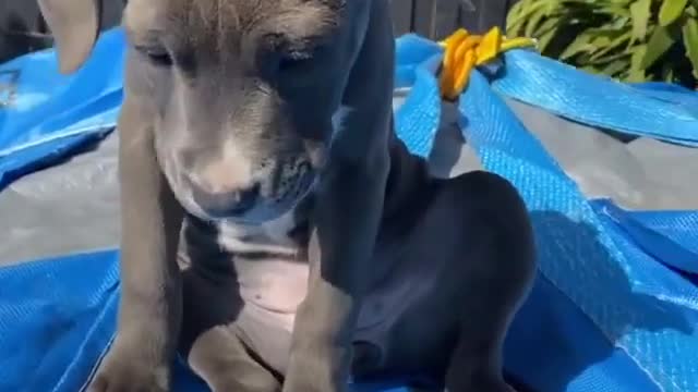 Supar funny dog videos [2021]/Animal Amaze video