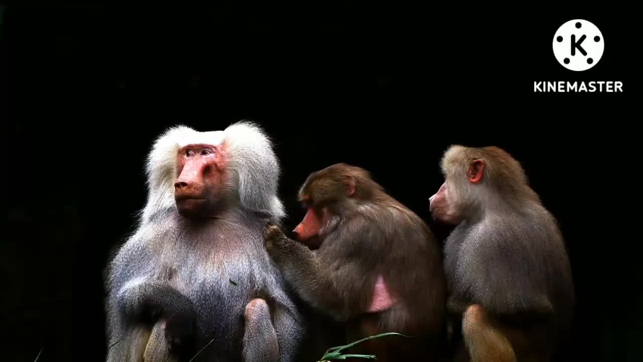 Funny and Cute Monkey Videos Compilation 2022 - Monkey Videos