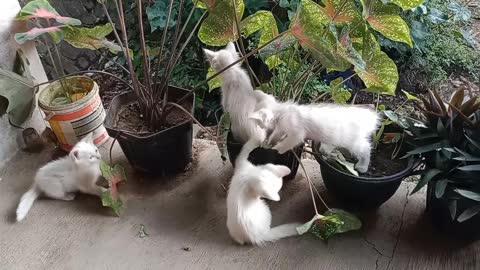 Four kittens playing