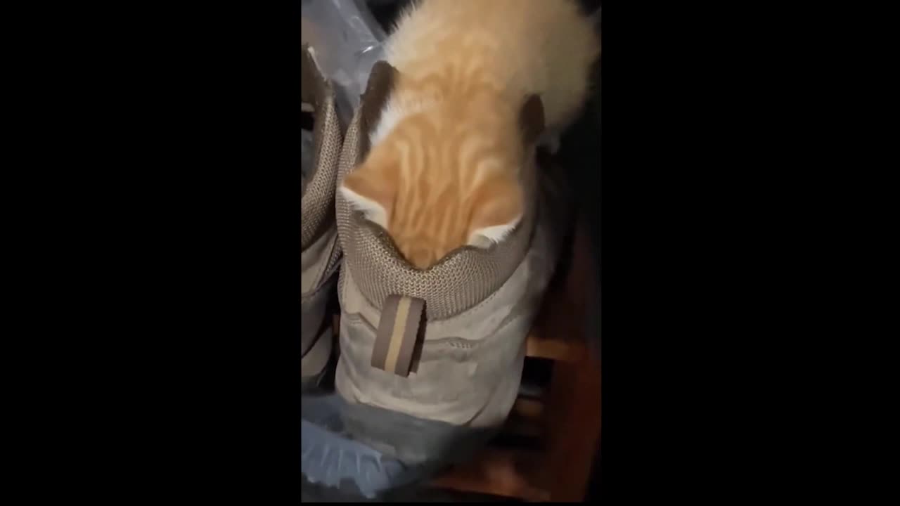 Two baby cat who likes to play with water and hide in shoes