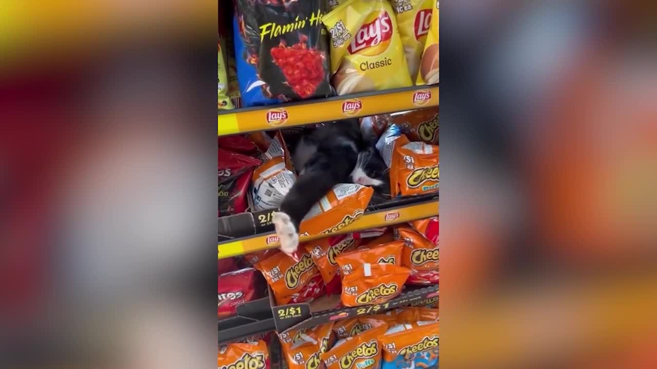 A cat who steals hot dogs and chips