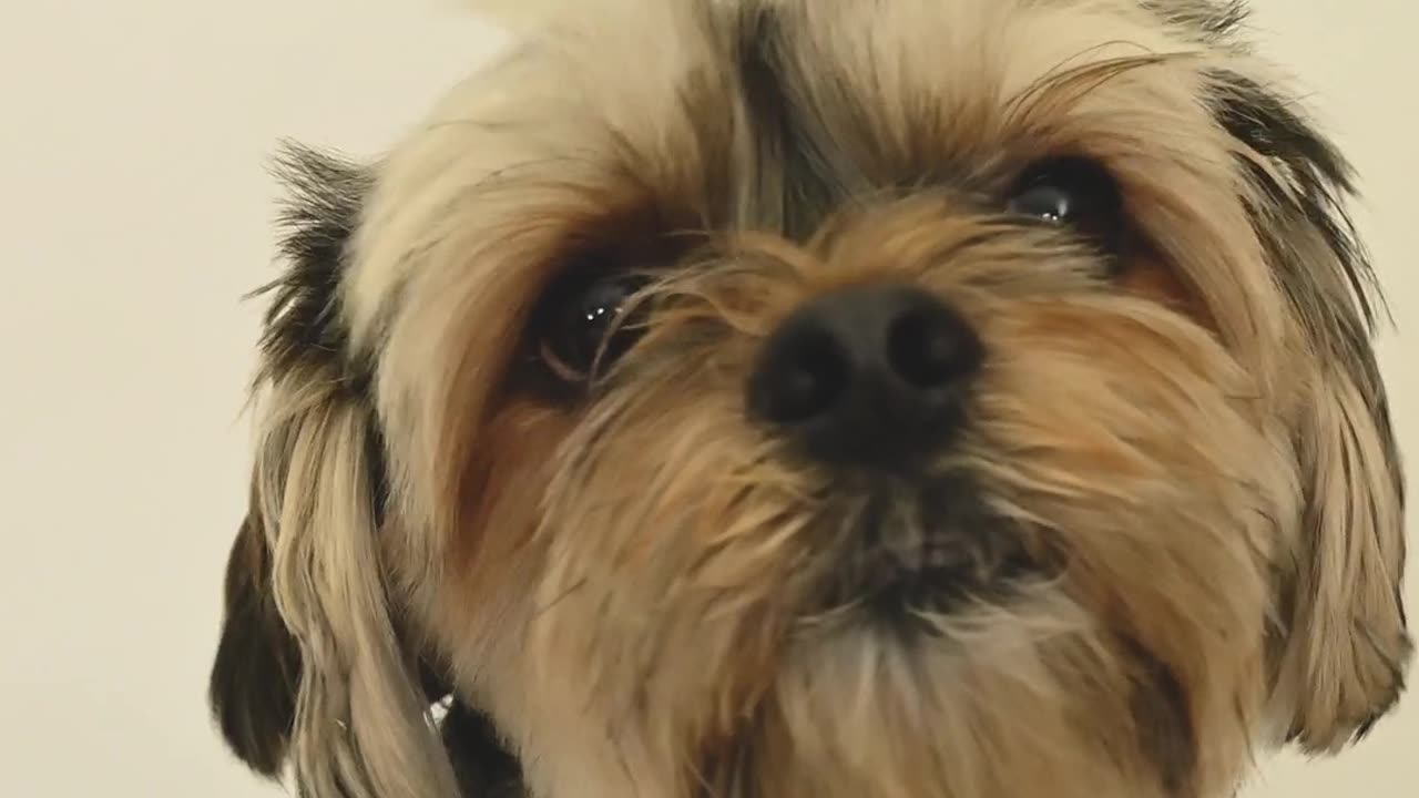 funny dog movement videos