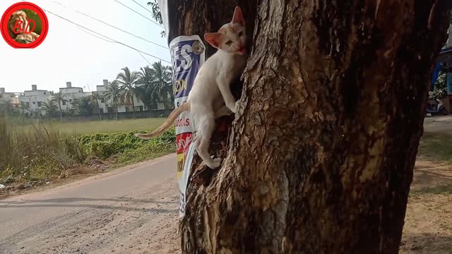 Outside two Little Cats🐈 Playing ground& Raise on tree