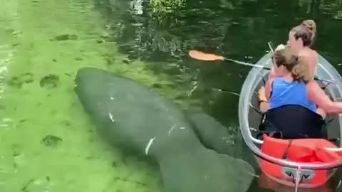 Big fish motherly love