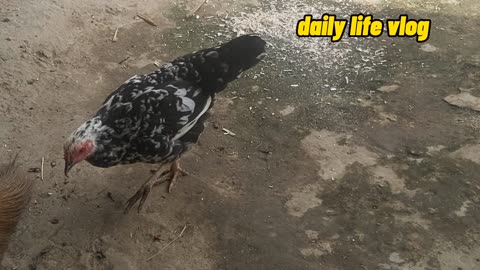 The hen is picking up every grain of rice