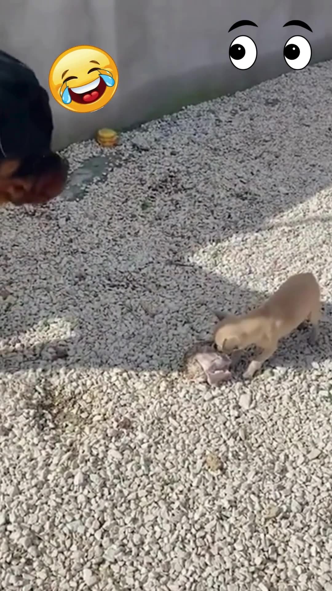 Vídeos de Cachorros Mais Engraçados de 2023