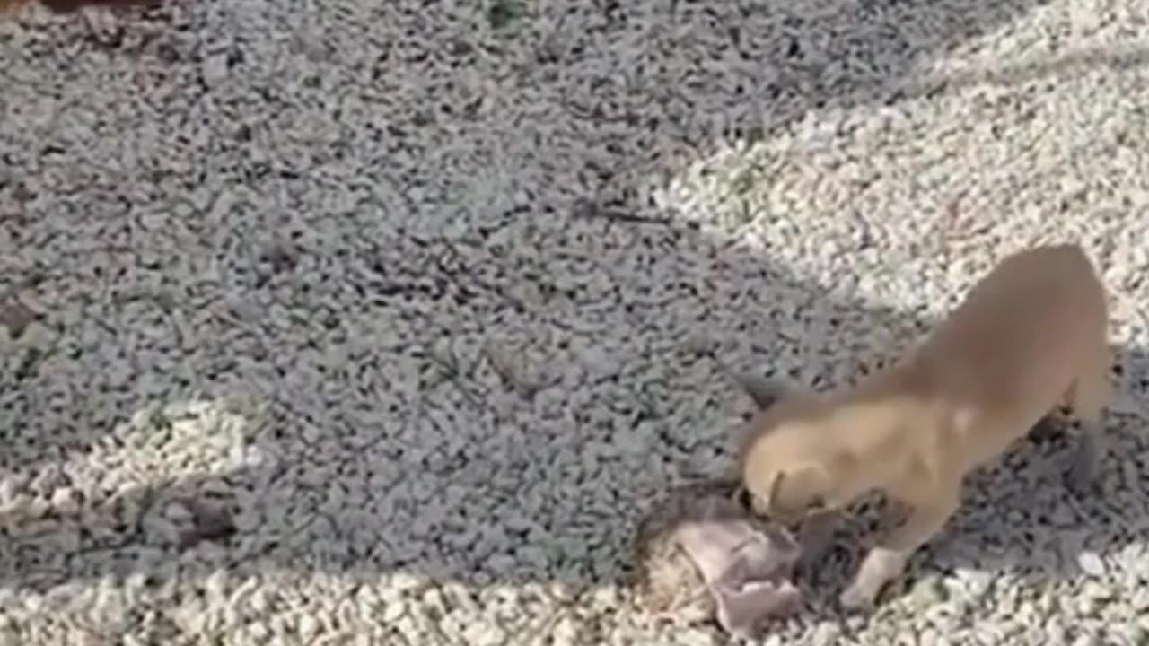 Vídeos de Cachorros Mais Engraçados de 2023