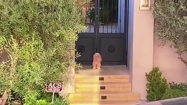 The owner's reaction of forgetting to lock the dog out.