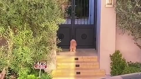 The owner's reaction of forgetting to lock the dog out.