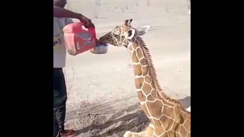 Footage shows giraffe finally getting water as hundreds of animals die due to drought in Kenya