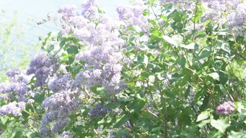 lilac bush