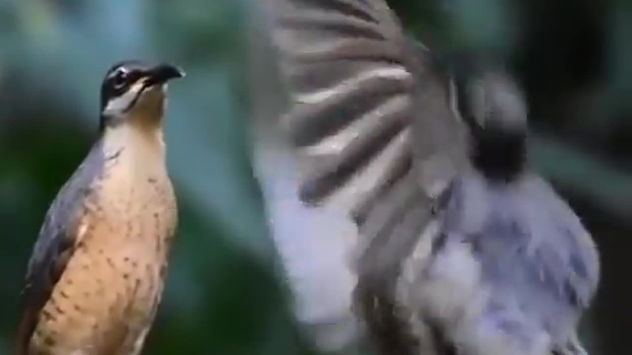 Bird Mating Dance