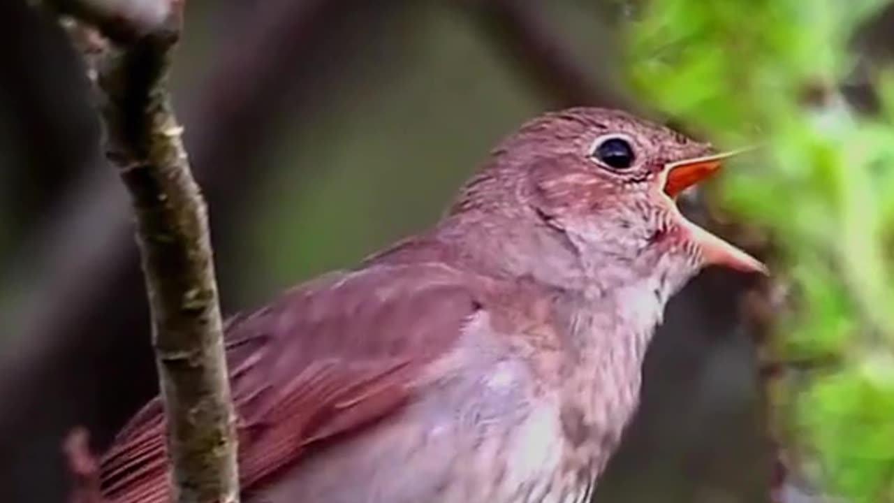 The sound of nightingales in the wild is very melodious, extraordinary