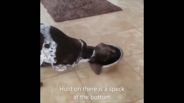 Hold on! There is a speck of food on the bottom.