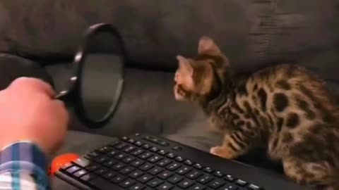 funny cat videos