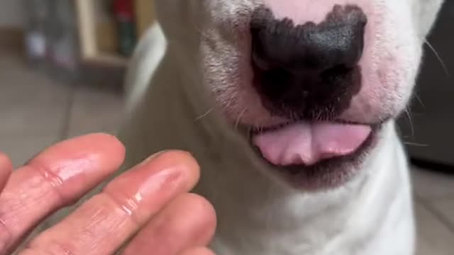 pet#dog#walter