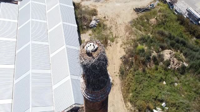 3 Crias de Cegonha