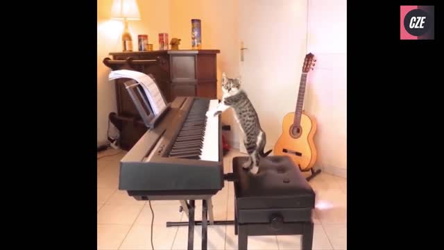 Cat is playing the piano | Funniest Cats 😹 - Don't try to hold back Laughter 😂