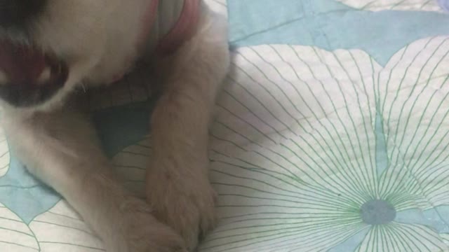 greedy puppy