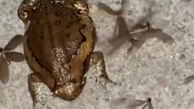 Lucky frog having the time of his life in his own buffet.