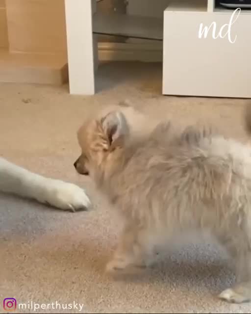 Millie loves her new puppy friend