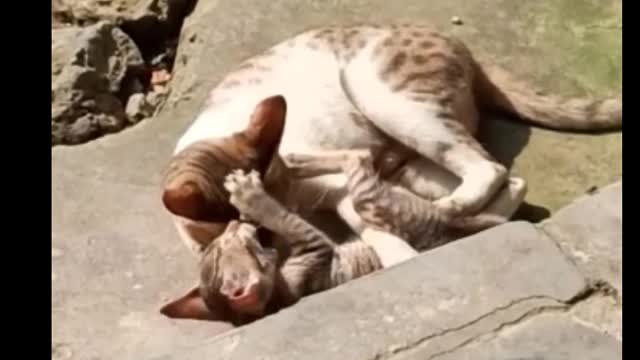 Mother Cat and Cute Kittens