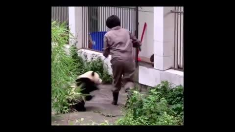 funny panda cute 2