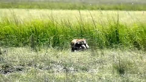 Let' s Explore the Animal planet: Lions vs Warthog | Warthog fight Lion To Seve Another Warthog
