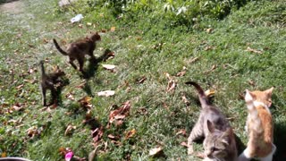 Cats and Chickens Are Friends