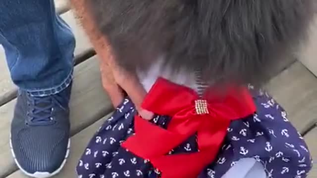 best videos on the internet