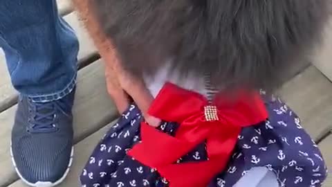 best videos on the internet